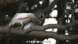 探訪 トキの求愛、トキの鳴き声、自然放鳥での生態を捉えた！