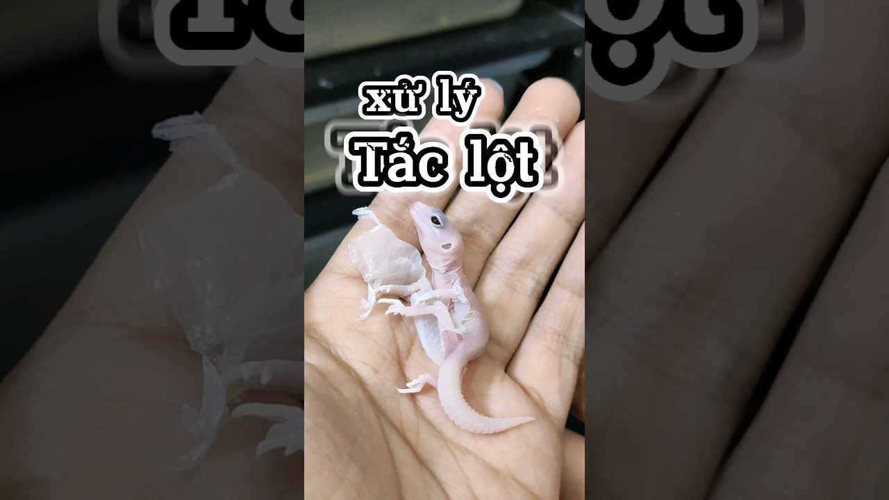 xử lý tắc lột ở Leopard gecko Baby 