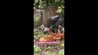 Por fin, despois de meses, as PITAS xa poden saír ao sol! 🐓