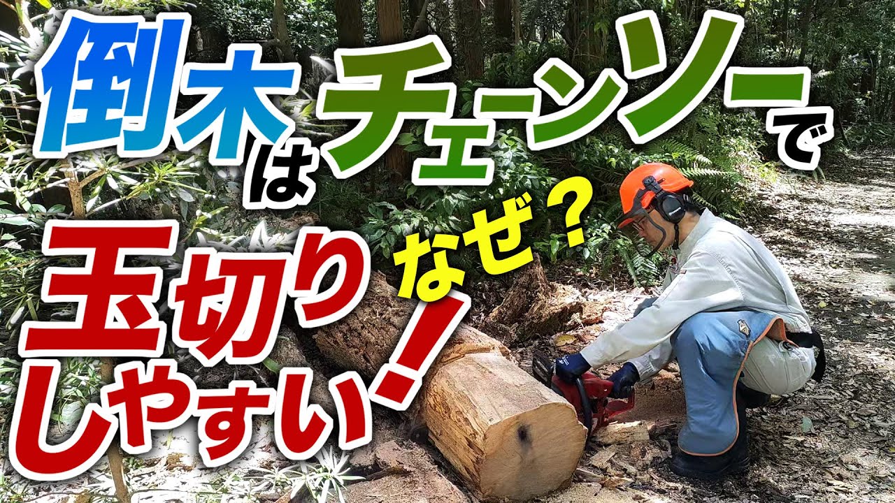 準備中！       針葉樹 薪 玉切り 薪割りします！（玉切り準備編） - Fielder's（フィールダーズ）