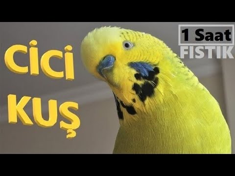 Cici Kuş - 1 SAAT - Dinlet Konuşsun - Konuşan Muhabbet Kuşu Fıstık #1