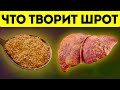 Как 1 ч.л. шрота изменяет состояние организма! Какое влияние шрот оказывает на печень