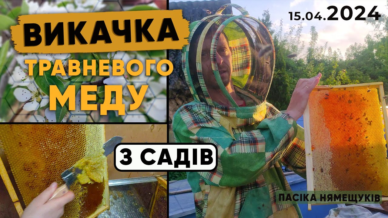 Весняний мед з садів! Викачка першого меду! Який результат?