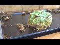 大量のコオロギを、アフリカウシガエル、ベルツノガエルに与えた結果!