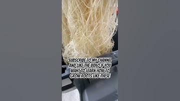 Massive Hydroponic Roots Grown sun RDWC For Beginners! #shorts #RDWC #hydroponics