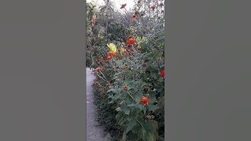 chế thuốc trừ sâu từ lá cây dã quỳ