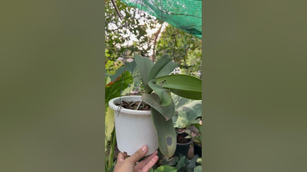 Malay Orchid #orchids #flowers #sorts #sorts - YouTube