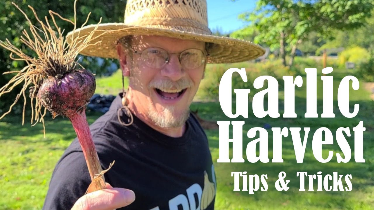 It's Garlic Season! Top Tips for Harvesting Garlic YouTube