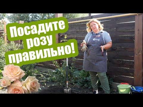 Как сажать розу осенью? Простые правила посадки роз