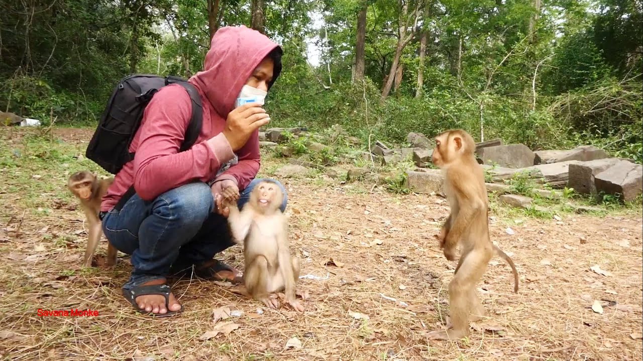 Extra milk for many monkeys Darrel stand up wait Sheba Linda Lila Liza Savana here love  help them