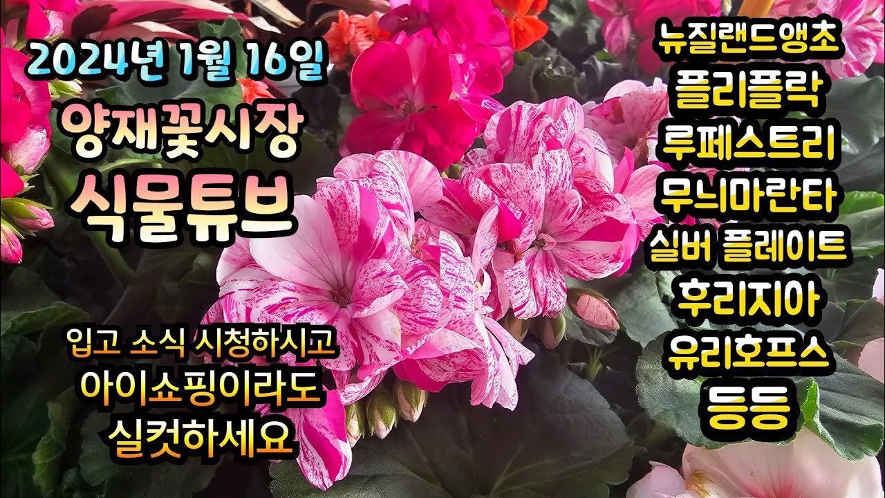 양재꽃시장 식물튜브 [뉴질랜드앵초, 루페스트리, 헬레보러스, 실버플레이트, 유리호프스, 후리지아, 밀크컨페티 등등 입고소식]  #양재꽃시장 #식물튜브 #월동 #관엽 #식물아빠