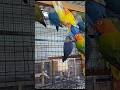 African love birds all colours