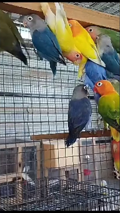 African love birds all colours