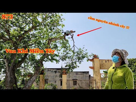 Video Thân cây Lâm Vồ nghiêng vào cổng rào, Vua Khỉ Miền Tây... - youtube