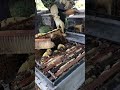 Pure Honey Harvest 🍯 | Fresh Golden Honeycomb from Hive #shorts