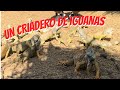 Nos fuimos a conocer el Criadero de Iguanas en la Costa Grande !!!