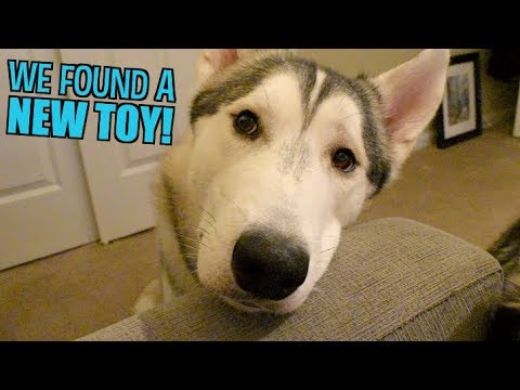 best toy for husky