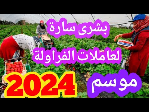 بشرى سارة لعاملات الفراولة موسم جني الفراولة 2024 يختلف عن سابقيه