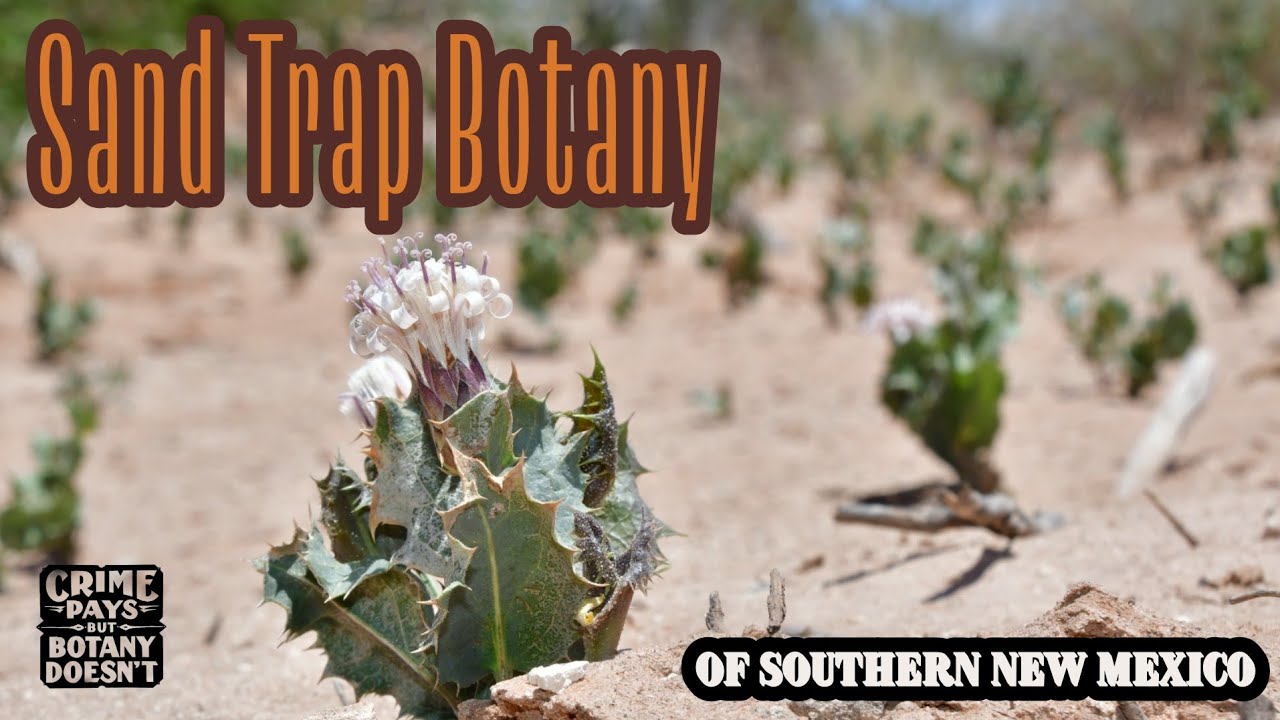 Sand Trap Botany of Southern New Mexico