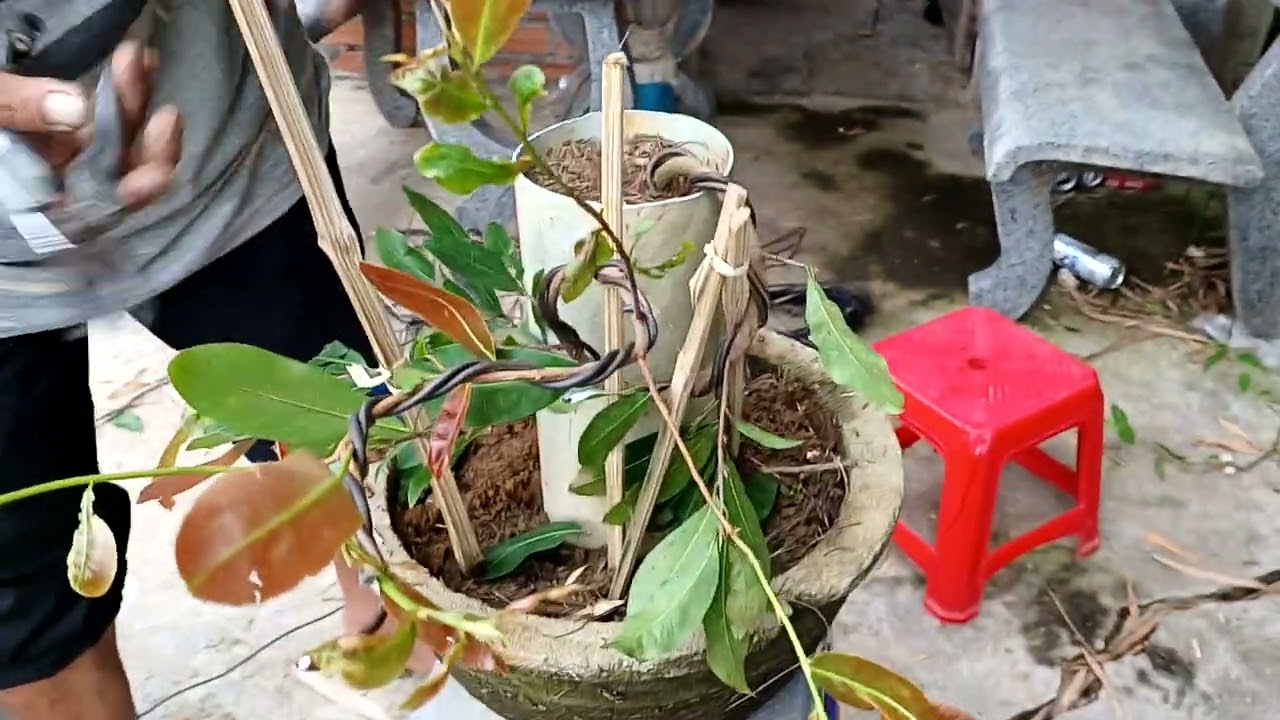 bi quyết để tạo dáng. 1 cây mai chân dài. dáng tranh. ae tham khảo.