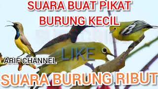 Suara burung sogok ontong ribut