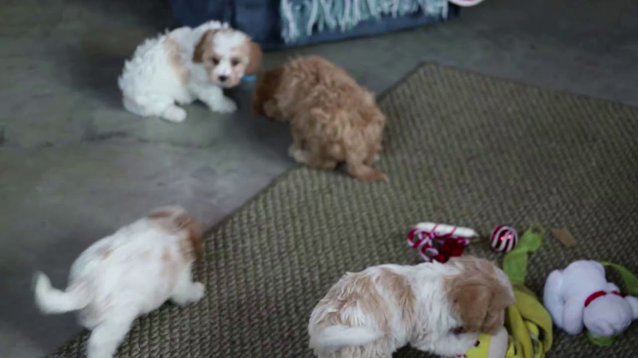 cavachon greenfield puppies