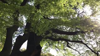 20170412 靖国神社3