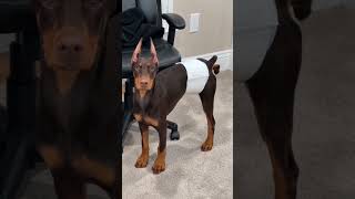 Why Dobermans Are Wired to 'Patrol and Mark' Everything 🐾