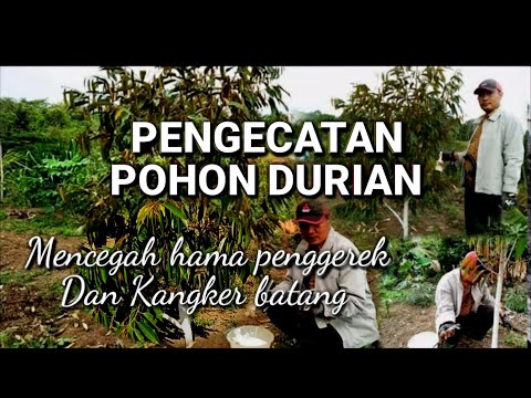 Video: Cara Mengecat Pokok Dengan Minyak