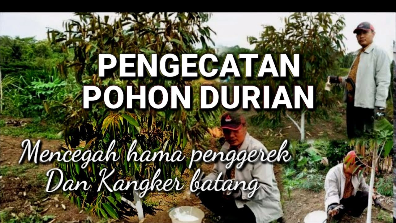 PENGECATAN  POHON DURIAN | MENCEGAH HAMA | PENGGEREK | KANGKER BATANG  - RIZAL DURPAY