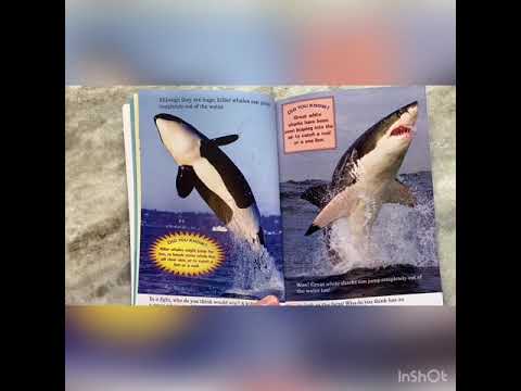 Who Would Win? Killer Whale vs Great White Shark - YouTube