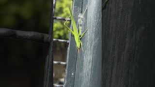 Maravilhoso grilo #nature #insetos #insects #deustemumapalavrapravoce