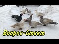 Вопрос-Ответ / Мускусные утки / Индоутки несутся зимой, что делать? Отделять ли индоуток на семьи ?