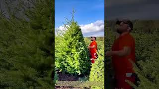 Tree Shaping Secrets: How Pros Perfect Holiday Evergreens