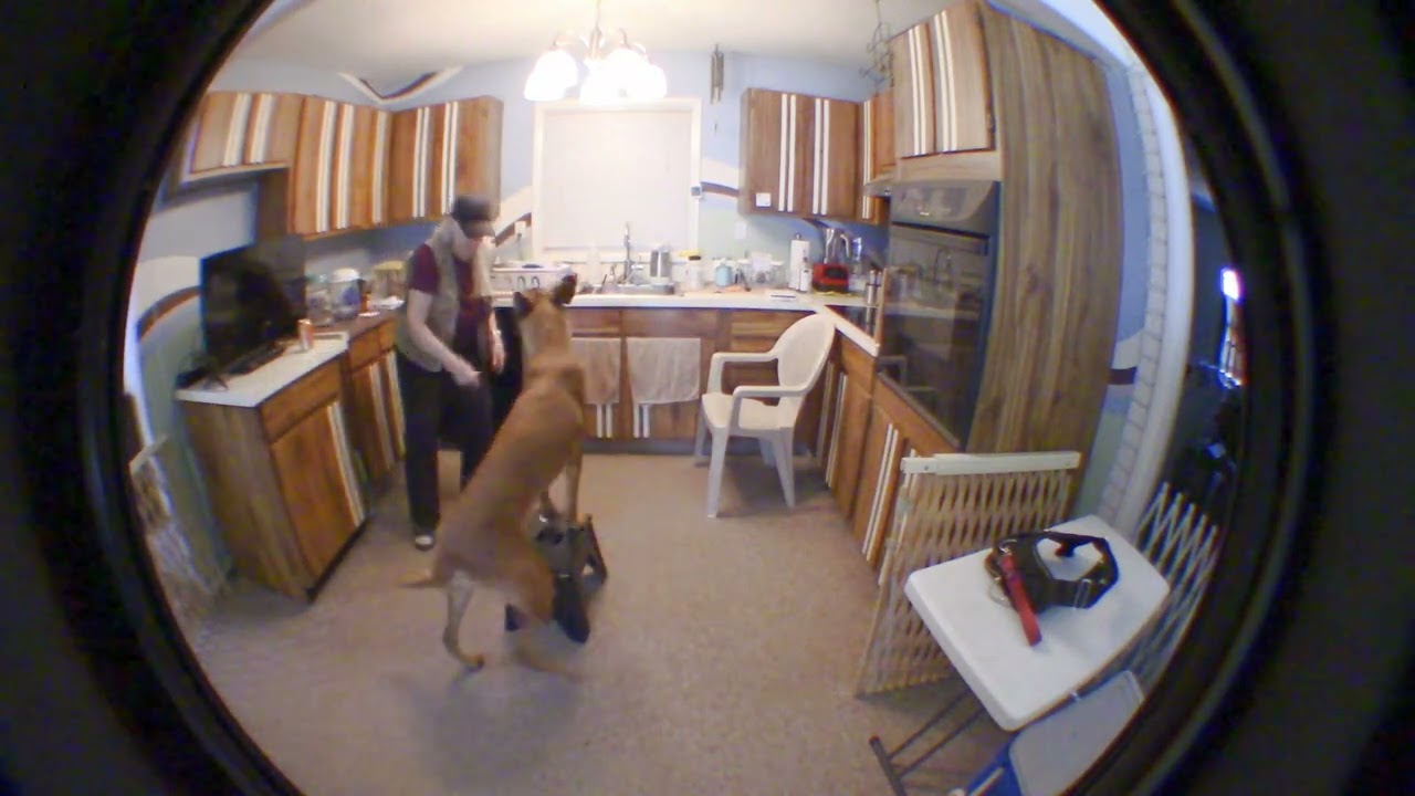 Dragon - All Dogs Parkour, Grand Champion Track, L4.2