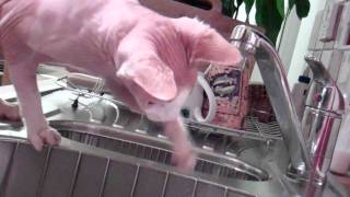 Sphynx Cat drinks water 1 by Sphynx Cat 561 views 12 years ago 44 seconds