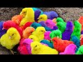 Menangkap ayam lucu ayam warna warni ayam rainbow bebek angsa ikan hias ikan cupang kelinci