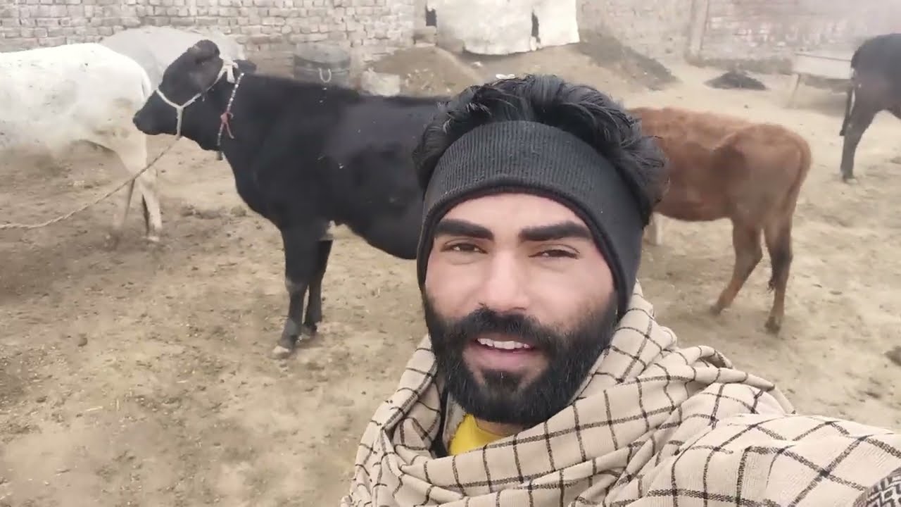 today vlog aj jany lagay sheikhupura Mandi daily vlogs اج کا دن بہت اچھا رہا منڈی میں