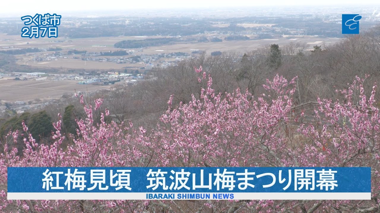 紅梅見頃　筑波山梅まつり開幕　例年より10日早く開花　最盛期は今月下旬ごろ