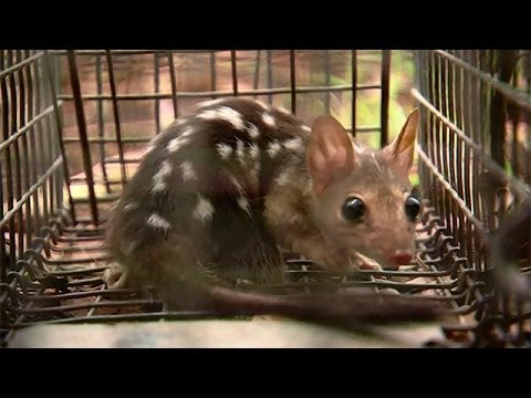 Video: Il Quoll Orientale Adorabile E In Via Di Estinzione Ritorna In Australia