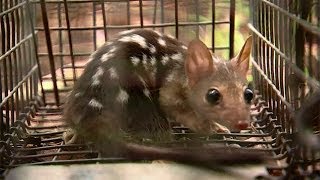 Saving the northern quoll from cane toads