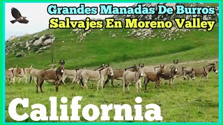 Grandes Manadas De Burros Salvajes De Moreno Valley California  ✅️