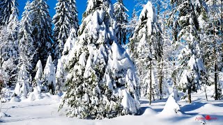 Музыка Сергея Чекалина - Снегопад! Музыка удивительной красоты! Лучшая мелодия для души!