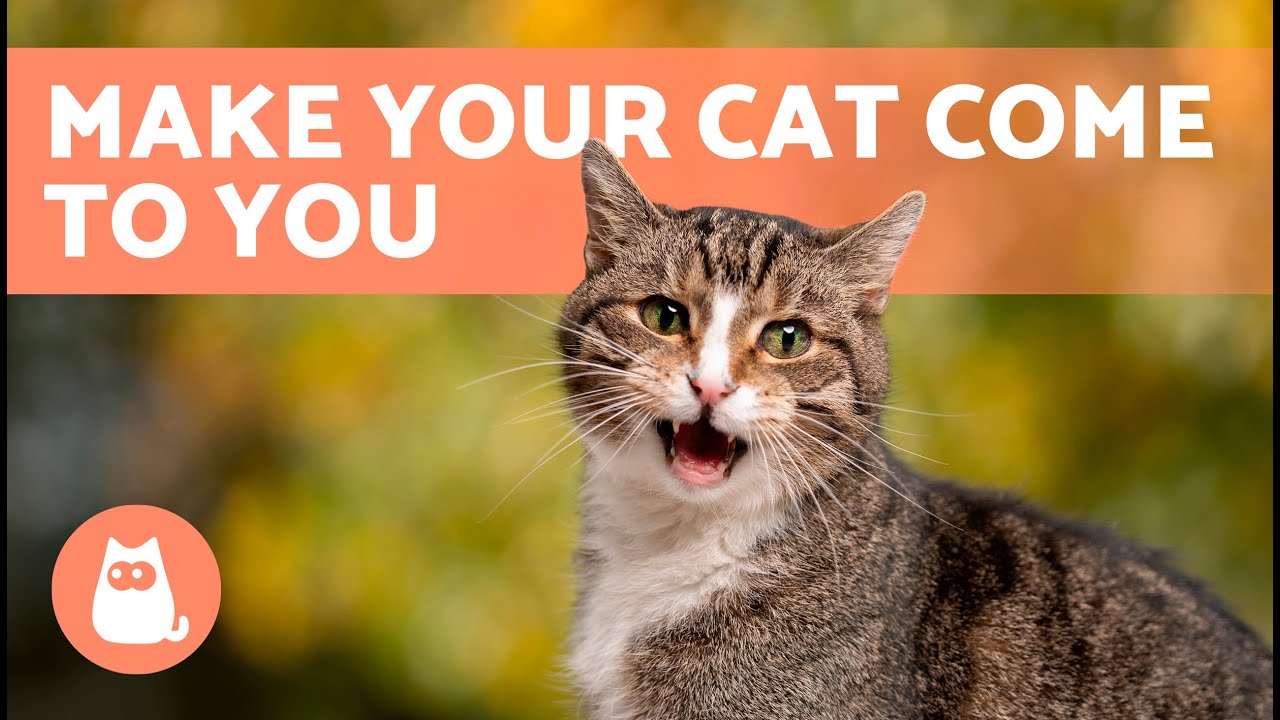 Meows to ATTRACT CATS  Sounds to Make Your Cat to Come to You