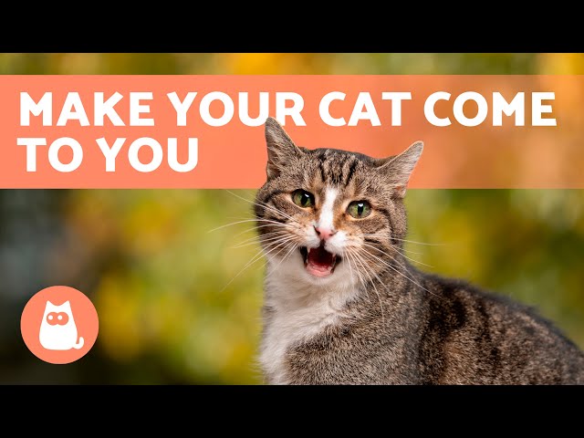 Sound to attract cats! #meow #crazycat #vocal #cat, Cat Meowing