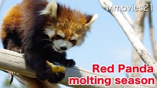 Red Pandas 落としちゃった！りんごを探すレッサーパンダ