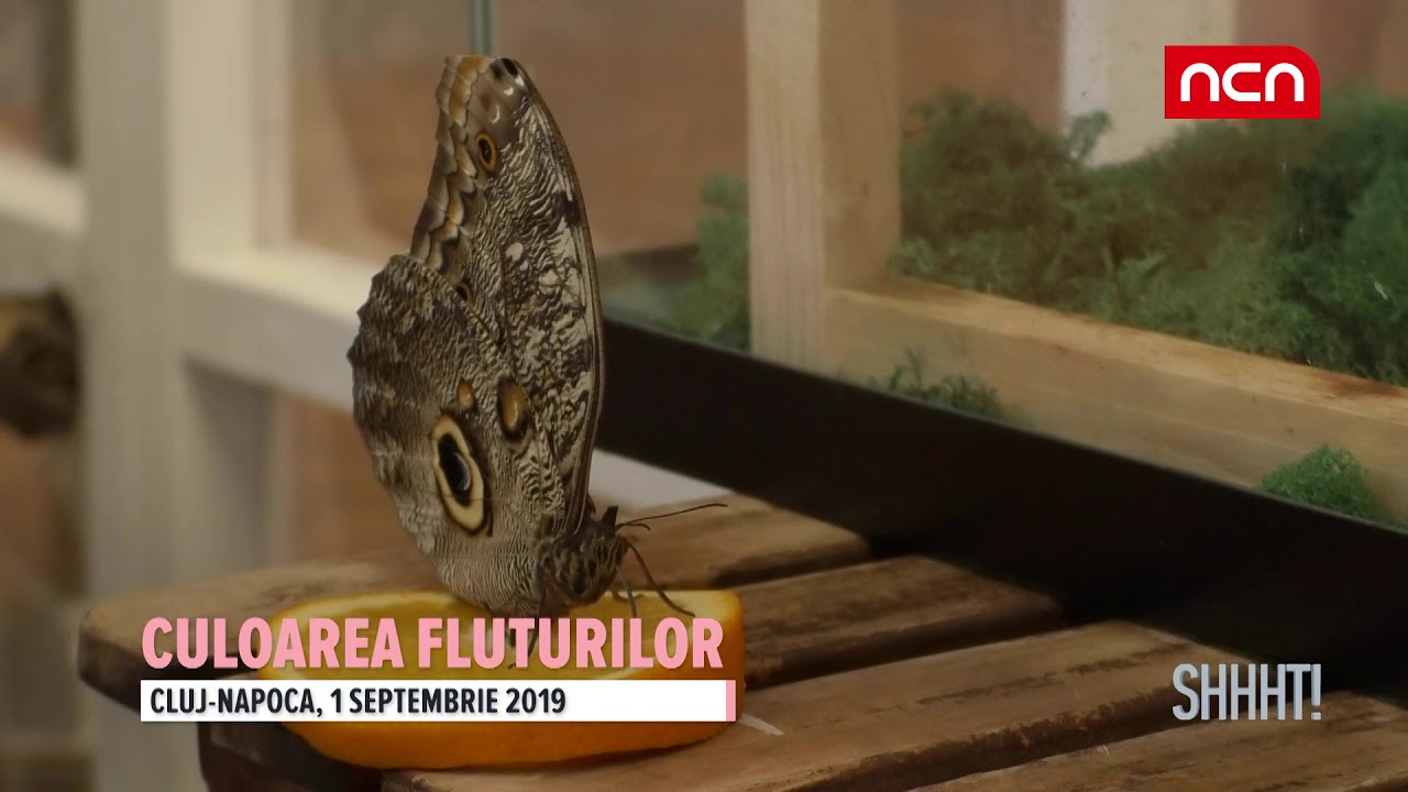 Shhht - Culoarea fluturilor romania currency