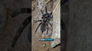 Ceratogyrus Darlingi