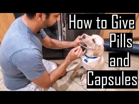 कुत्र्यांना औषध: तुमच्या पिल्लाला किंवा कुत्र्याला गोळ्या आणि कॅप्सूल कसे द्यावे (उपयुक्त व्हिडिओ)