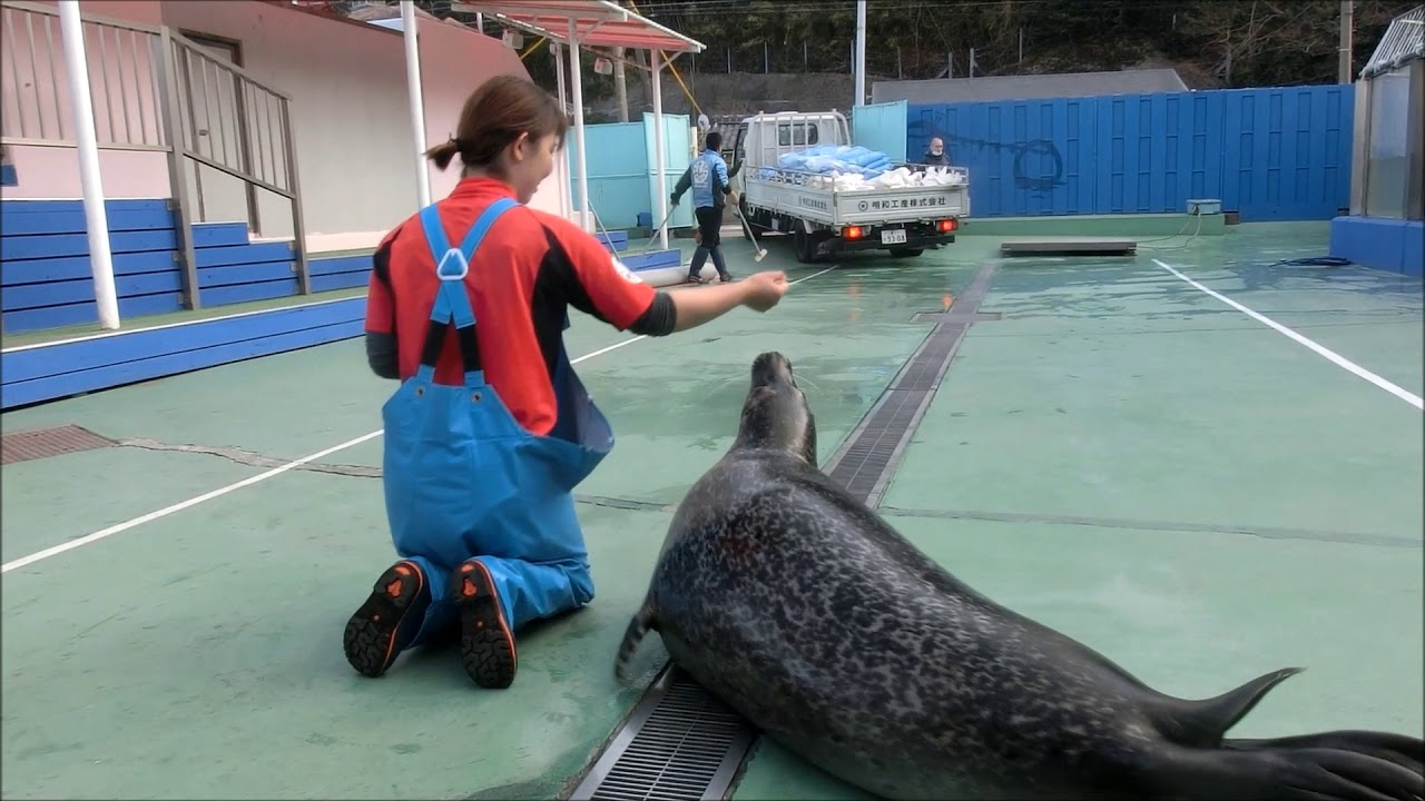 アザラシ】トラック大好き？前編（伊勢シーパラダイス／水族館） - YouTube